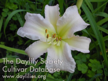 Daylily Ethereal Pink